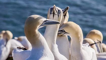 世界杯官网直播客户端下载最新版-CBA-赵睿高效34分赵继伟空砍26分 北京客场逆转辽宁