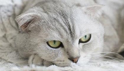 大比分领先仍被末节逆转 诡异一败加深广厦危机