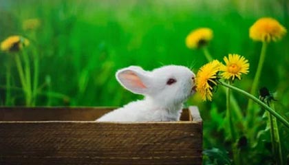 大比分领先仍被末节逆转 诡异一败加深广厦危机